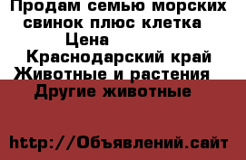 Продам семью морских свинок плюс клетка › Цена ­ 2 000 - Краснодарский край Животные и растения » Другие животные   